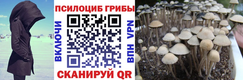 Купить Алексин Псилоцибиновые грибы Psilocybe